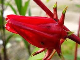 Ekstrak Daun Rosella Bestagaric