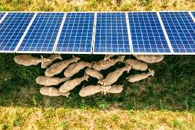 How Sheep Keep Solar Farms Out of the Shade