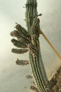 Euphorbia polygona