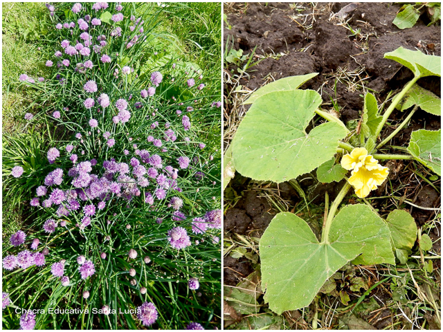 Ciboulette en flor - Zapallitos en flor -  Chacra Educativa Santa Lucía