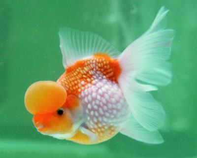 goldfish eggs in pond. goldfish eggs hatch. pictures