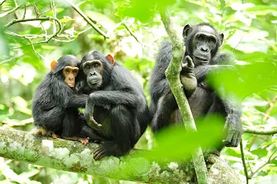 Three members of chimpanzee family sitting on tree branch