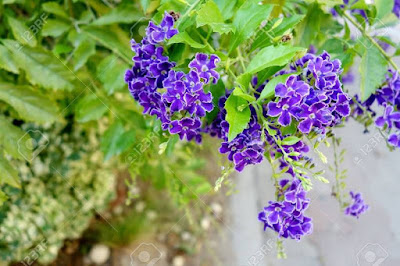 duranta