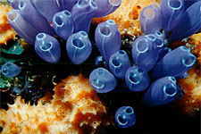 Blue Tunicates