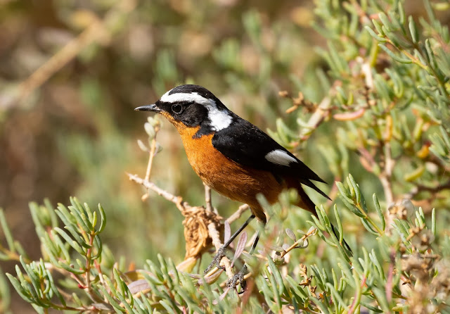 Moussier's Redstart - Souss Massa National Park, Morocco