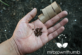 paper tube seed collars and seeds