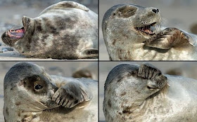 Funny animals of the week - 14 February 2014 (40 pics), laughing seal