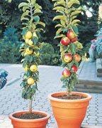 Columnar apples