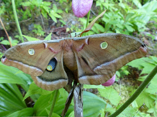 Polyphème d'Amérique - Antheraea polyphemus