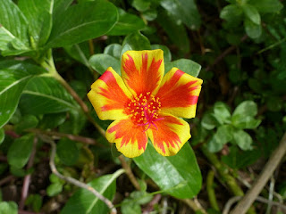 Portulaca grandiflora - Pourpier à grandes fleurs 