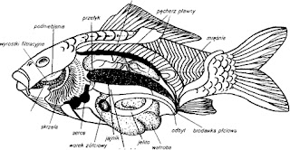 Budowa wewnętrzna - ryby akwariowe
