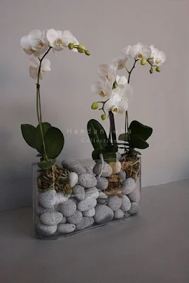 ideias para cultivar orquídeas