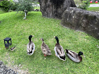 宜蘭親子住宿首選：全新開幕的綠舞觀光飯店搭配綠舞日式主題園區是很棒的親子同樂經驗.園區內很豐富多元的親子活動適合各年齡層,飯店房間新,餐飲品質優,很漂亮的戶外泳池和室內室外裸湯.最讓小朋友尖叫的還是超萌草泥馬和水豚君,還有可愛狐獴和鴨鴨可以餵食.超美日式園區讓這兩年因為疫情不能出國的我們有到日本感覺