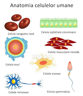 tipuri de celule