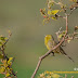 Emberiza cineracea semenowi. Escribano cinéreo