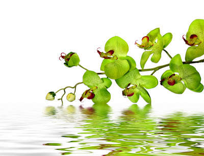 Hermosas orquídeas sobre el agua cristalina