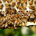 ΚΟΡΙΝΘΙΑ - Συμμετοχή σε δράσεις της μελισσοκομίας