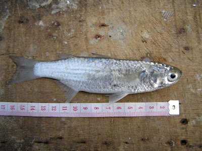 biologi: diversitas ikan di pulau jaring halus kabupaten