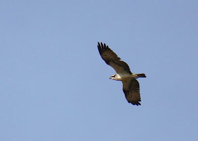 Osprey