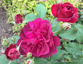 Roses in June 2016