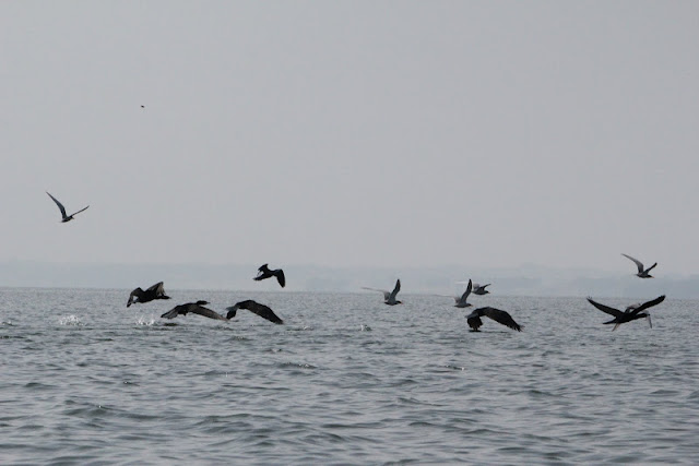 Birds, KRS backwaters, Mysore