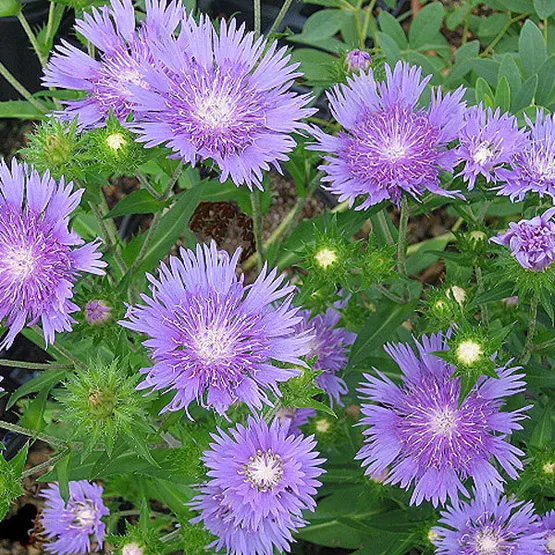 Dicas e cuidados sobre a Danúbio-azul ou Stokesia laevis