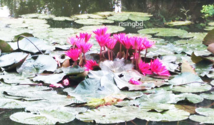 লাল পদ্ম ফুলের ছবি -পদ্ম ফুলের ছবি, পিকচার ডাউনলোড - Lotus flower NeotericIT.com