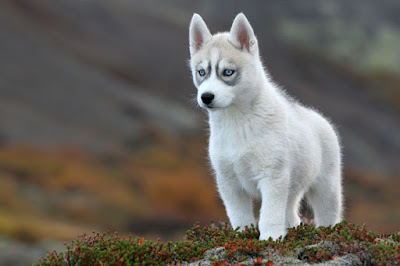 Husky Siberian