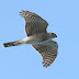 9月24日、絵鞆半島の渡り鳥