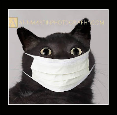 lol cats funny kitty cat pictures of swine flu cat with mask or kitty with doctor mask or kitty surgeon