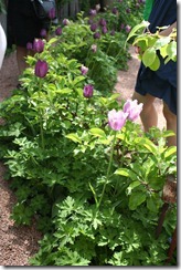 bloggebilder 130