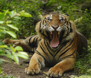gambar harimau macan sumatera berkutik blogspot com