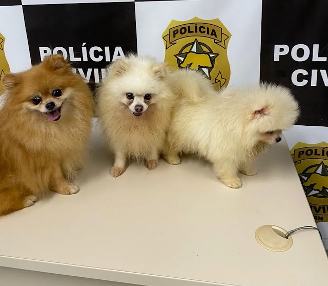 CÃES DE RAÇA AVALIADA EM R$ 40 MIL SÃO ROUBADOS EM PETSHOP DE NATAL E RECUPERADO PELA POLÍCIA