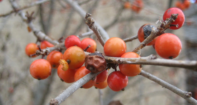 Red berries in winter. December 2006. Credit: Mzuriana.