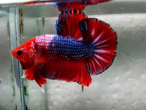 JUAL IKAN CUPANG HIAS IKAN CUPANG HIAS PLAKAT KOI