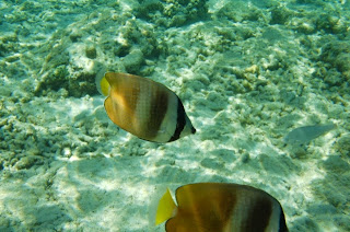 Perairan Pulau Tiga yang jernih memungkinkan kita melihat ikan sejelas ini