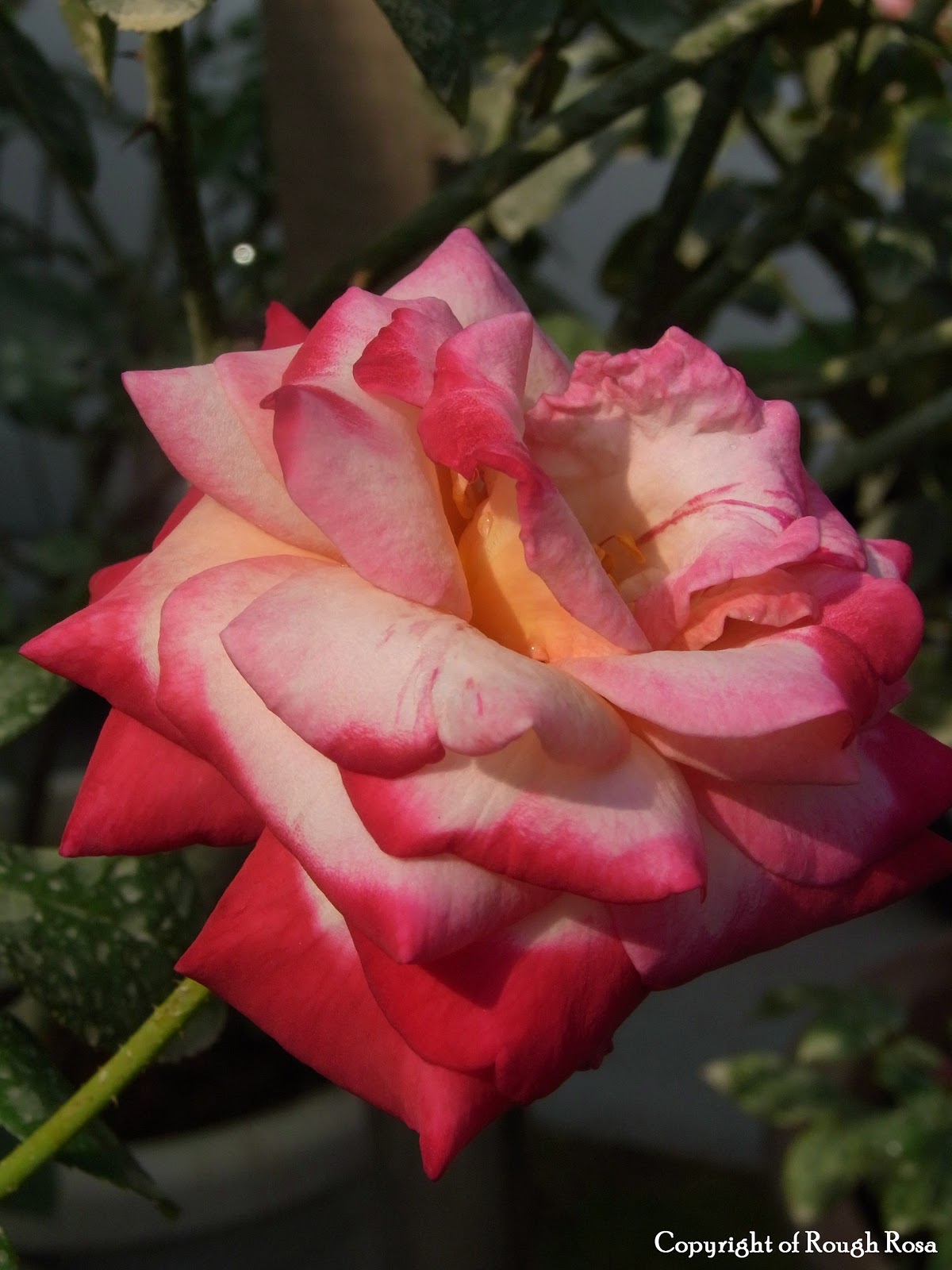 Rosa Sifu Si Pencinta Bunga Mawar Ku Tanam Pokok Bunga Bunga