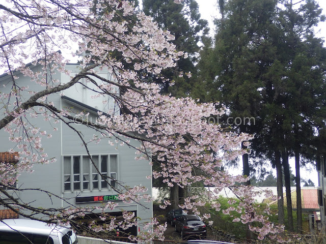 Alishan cherry blossom