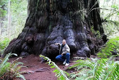 A man sitting under a  redwood tree