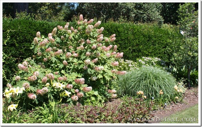 Oakleaf Hydrangea bush