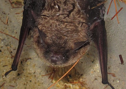 batface