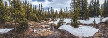 Tundra Ecosystems in Climate Crisis: From Carbon Sink to Source - Image