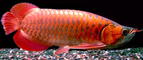 Ikan Arwana