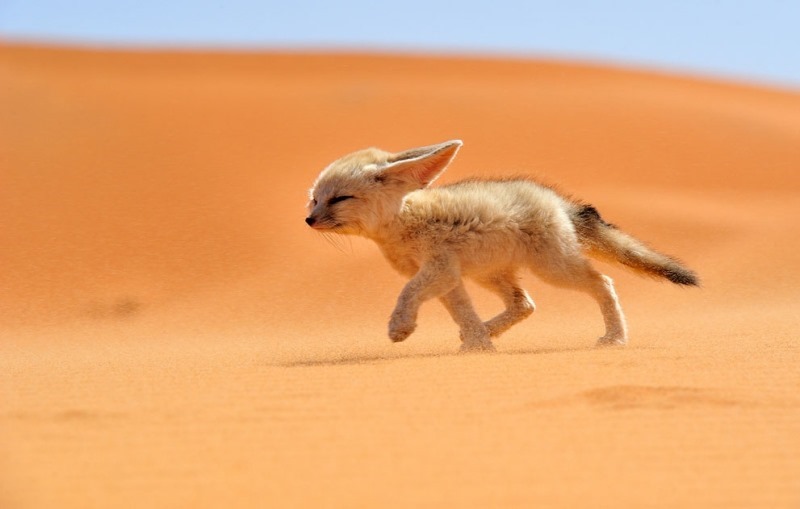 Fennec