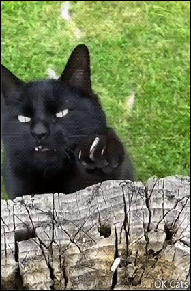 Amazing Cat GIF • Black cat with sharp claws want treats,you better give them to him [ok-cats.com]