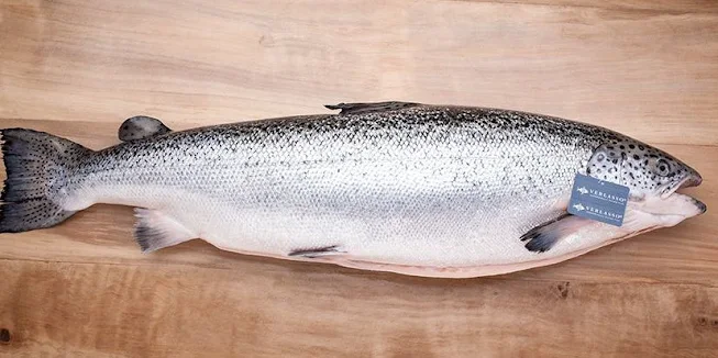 Farmed Salmon causes cancer