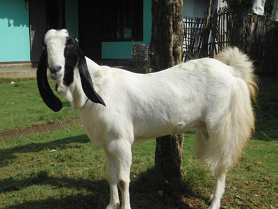 cara buat pakan ternak kambing etawa