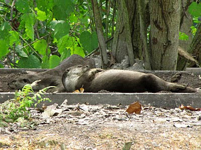 Smooth Otters (Lutrogale perspicillata)