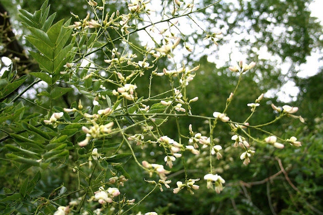 Hoa Hòe - Sophora japonica - Nguyên liệu làm thuốc Hạ Huyết Áp