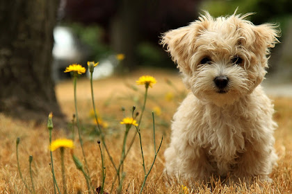 cute puppy wallpapers Free download cute puppy wallpapers